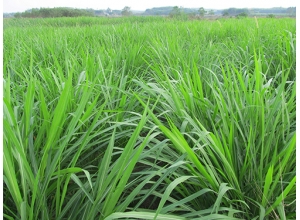 贛州黑麥草坪