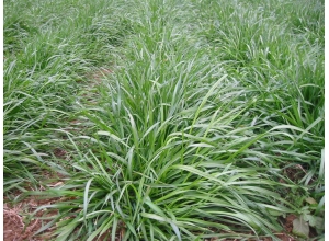 江西南昌黑麥草基地