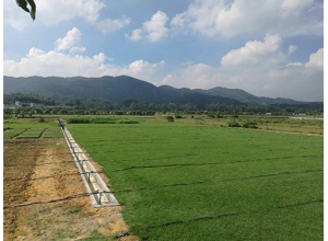 上饒江西草皮基地