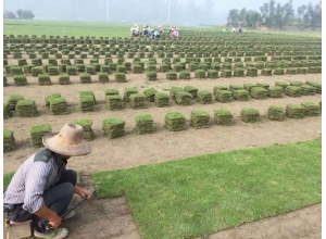 上饒江西草坪基地