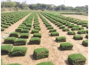 宜春贛州草皮基地